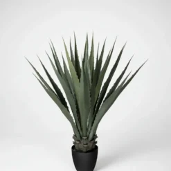 Mr. Plant agave