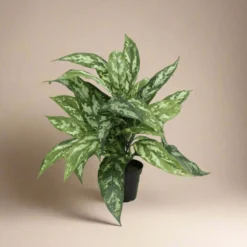 Mr. Plant Aglonema 35 cm