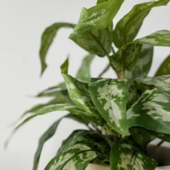 Mr. Plant Aglonema 35 cm