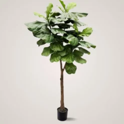 Mr. Plant Fiolfikus 30 cm