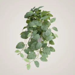Mr. Plant Fittonia, 50 cm