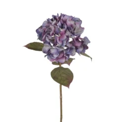 Mr. Plant Hortensia blå/lilla, 65 cm