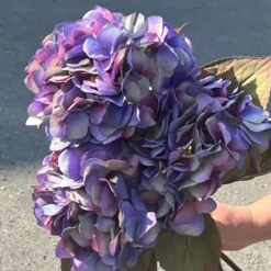 Mr. Plant Hortensia blå/lilla, 65 cm
