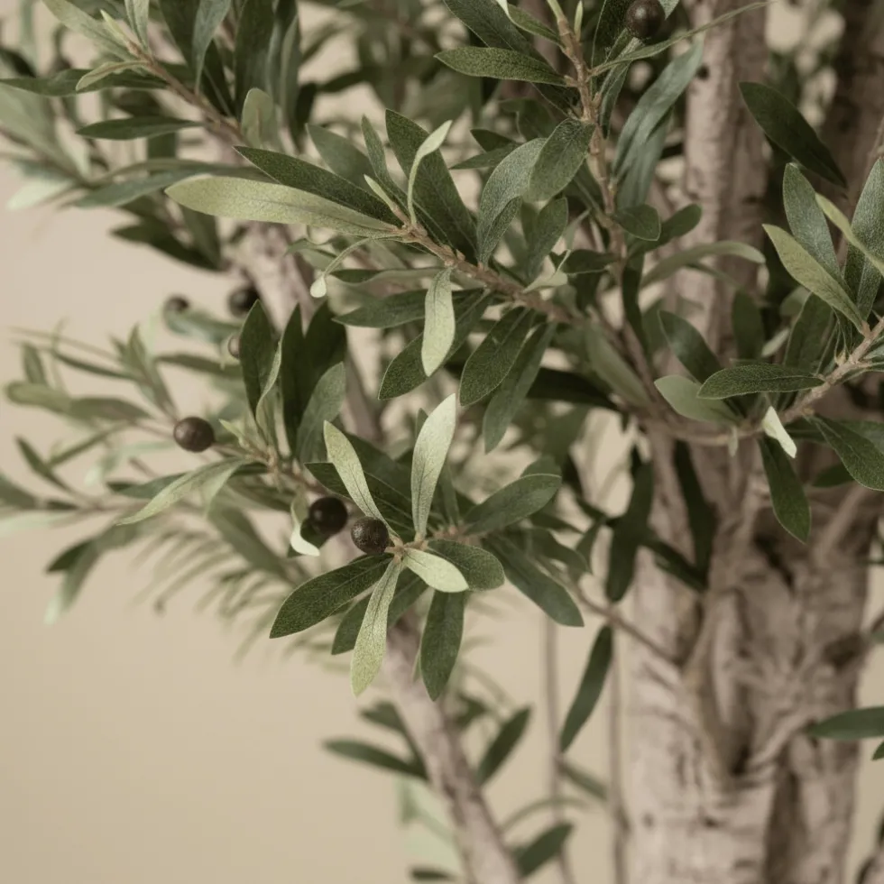 Mr. Plant Oliventre 190 cm